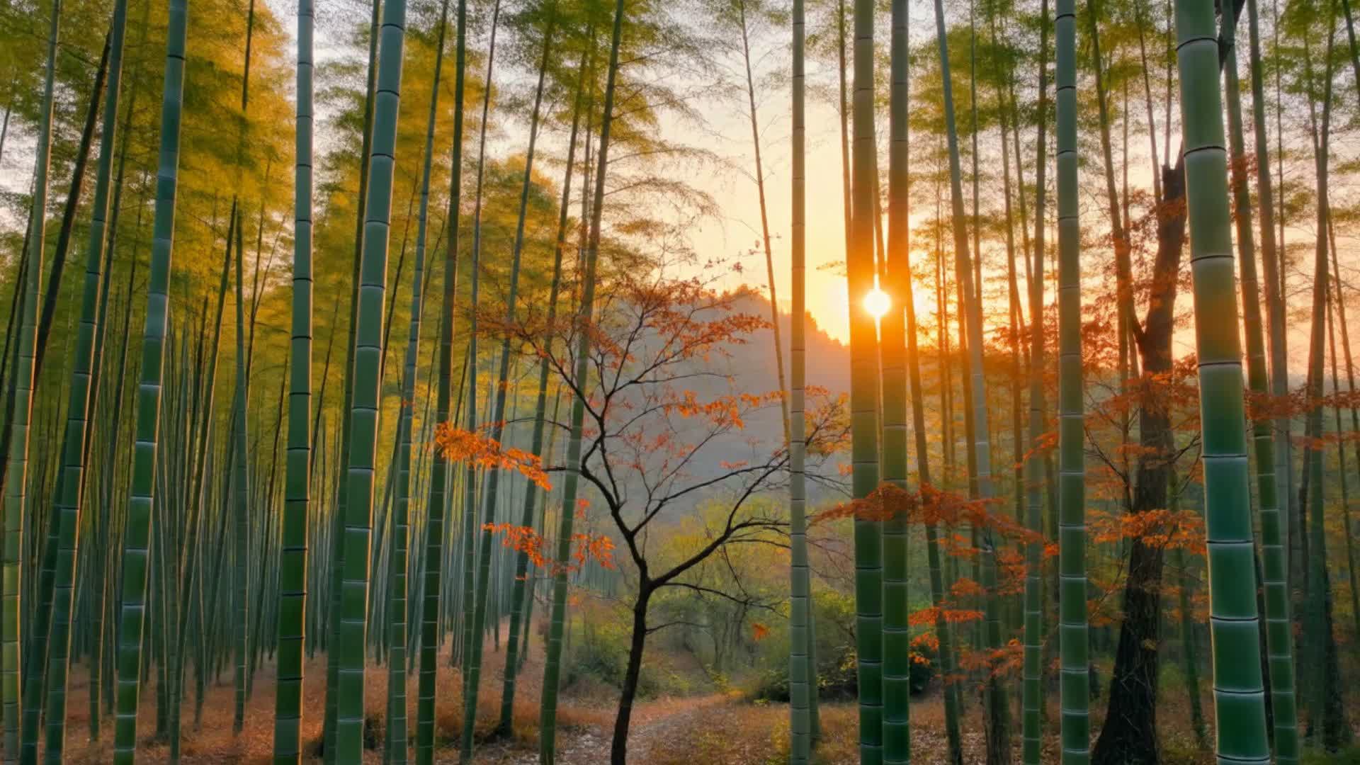 看！大熊猫也有自己的睡前小仪式