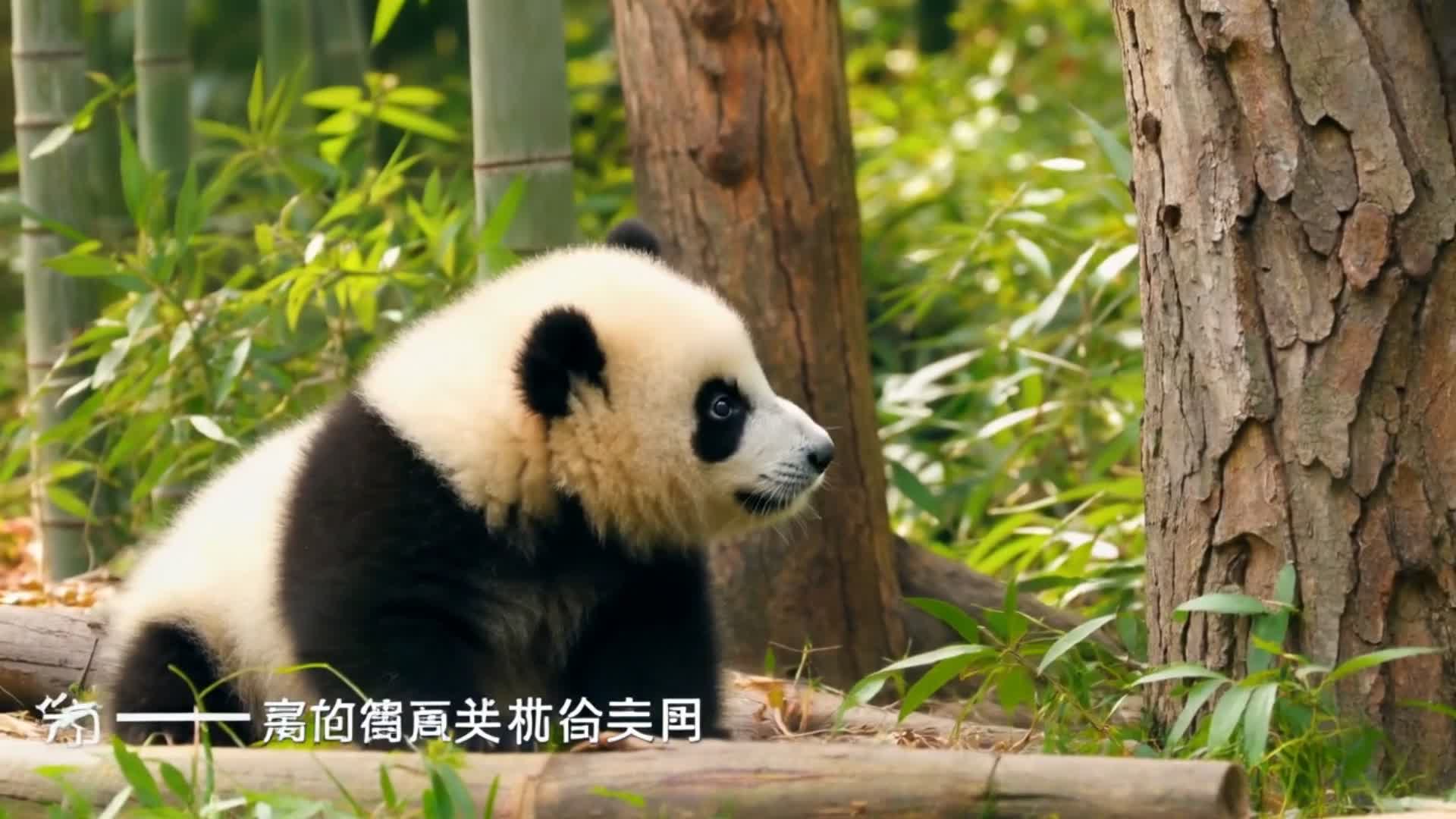 熊猫式教育：为何妈妈看着幼崽跌倒却不出手？