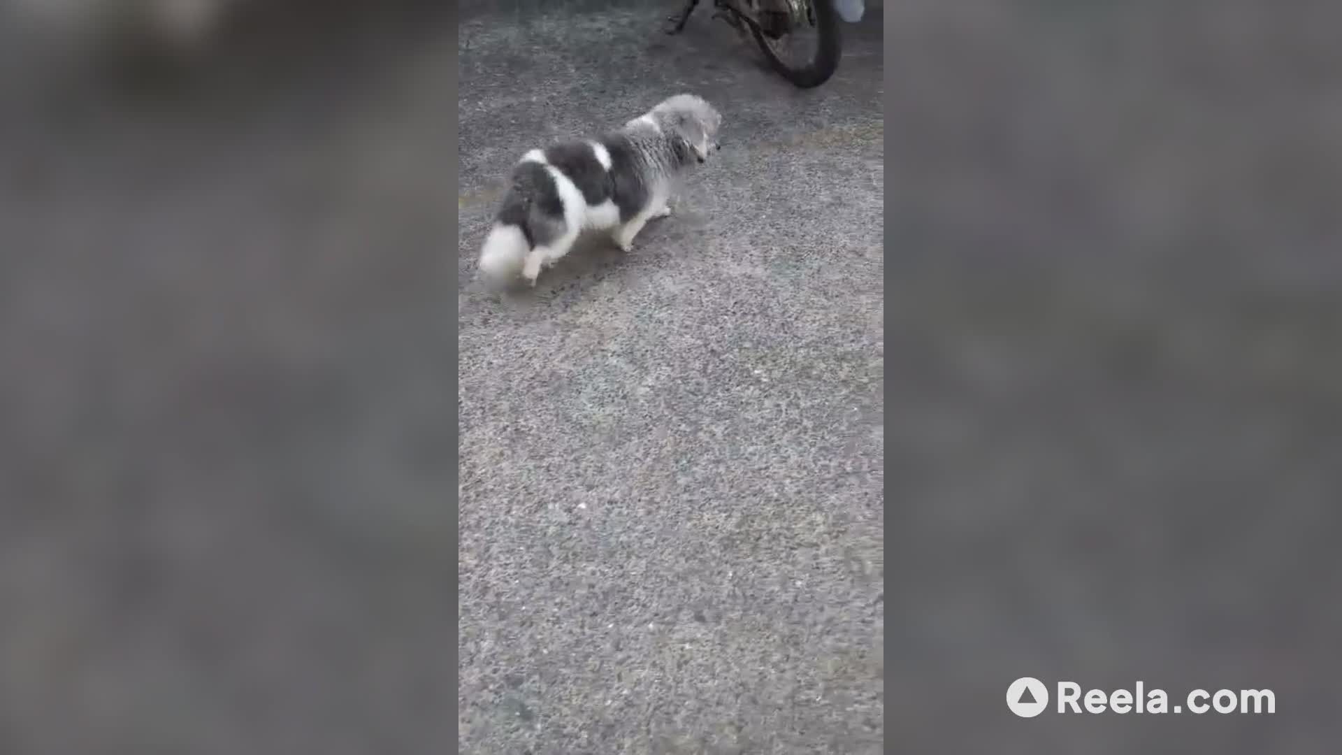 Goli's Main Character Strut 🐶✨ #dogsoftiktok #maincharacter