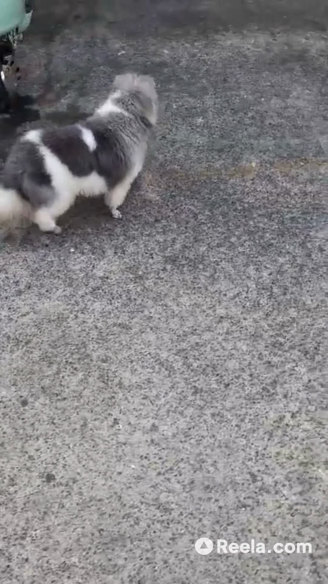 Goli's Big Adventure 🐶✨ #DogLife