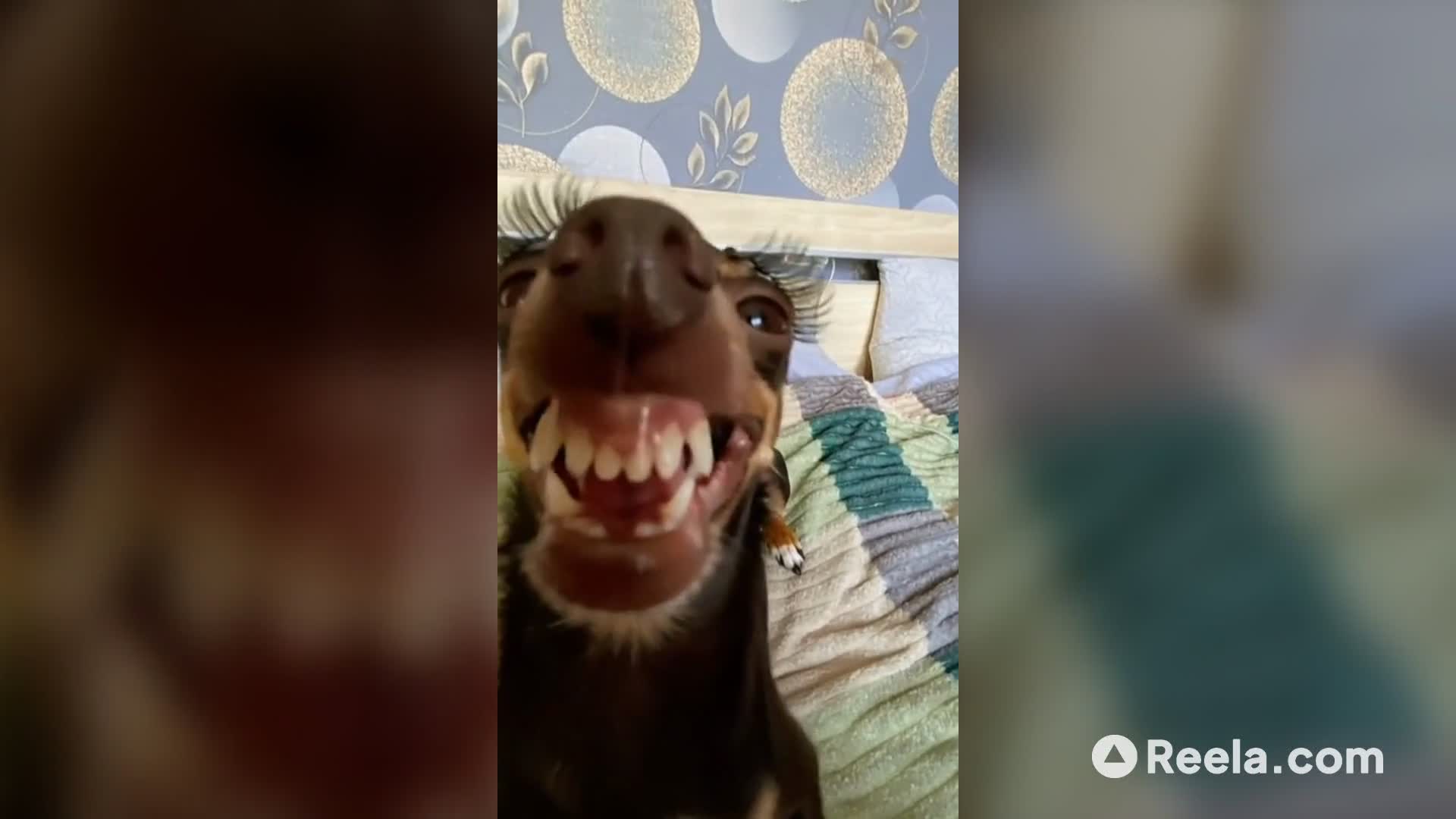 Mr Dog's Makeover! 😂💅 #funnydog