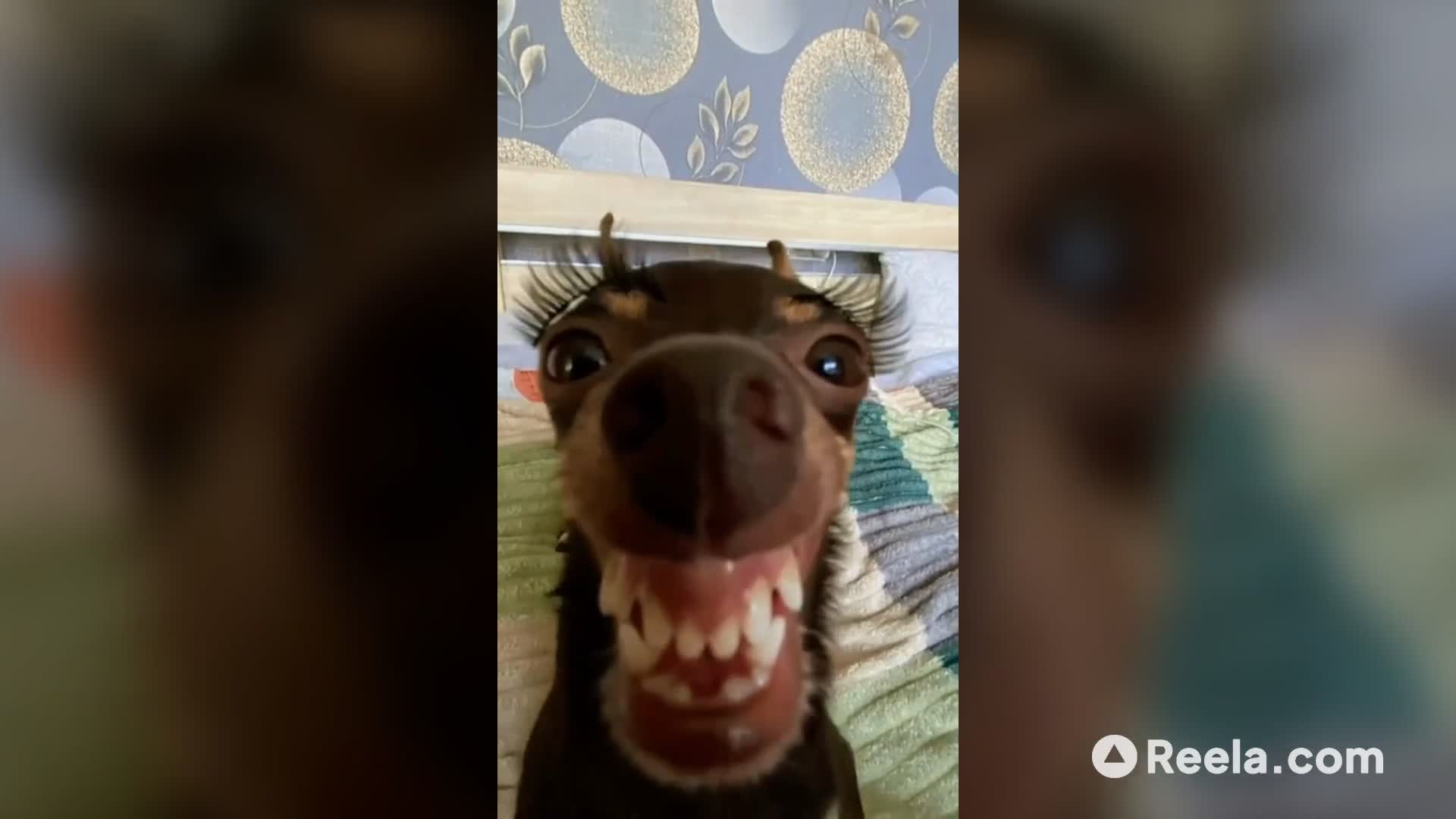 Md Dog's Glow Up Transformation! ✨🐶 #FunnyDog #Lashes