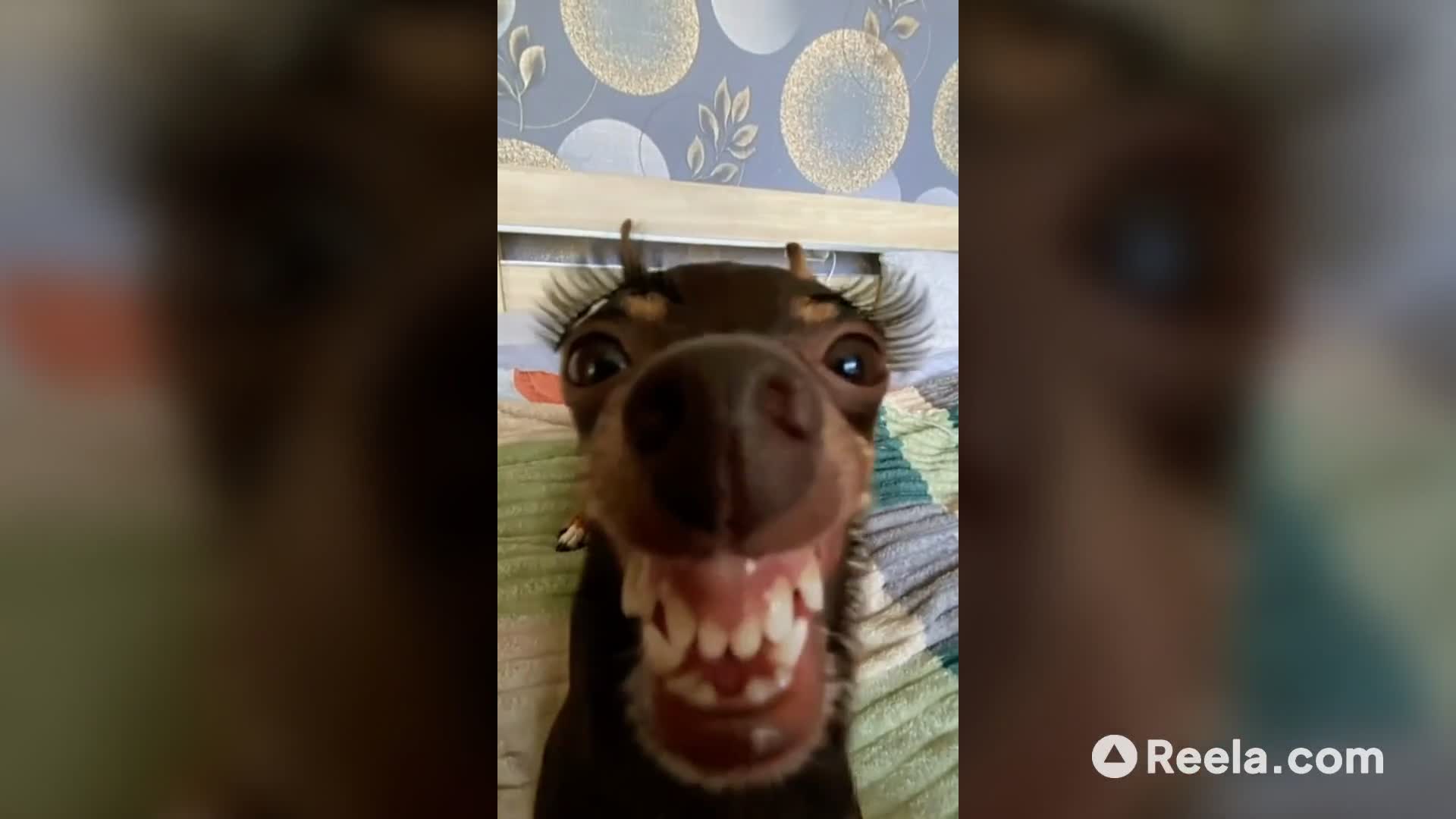 When he knows he looks good 💅🐶 #funnydog #glowup