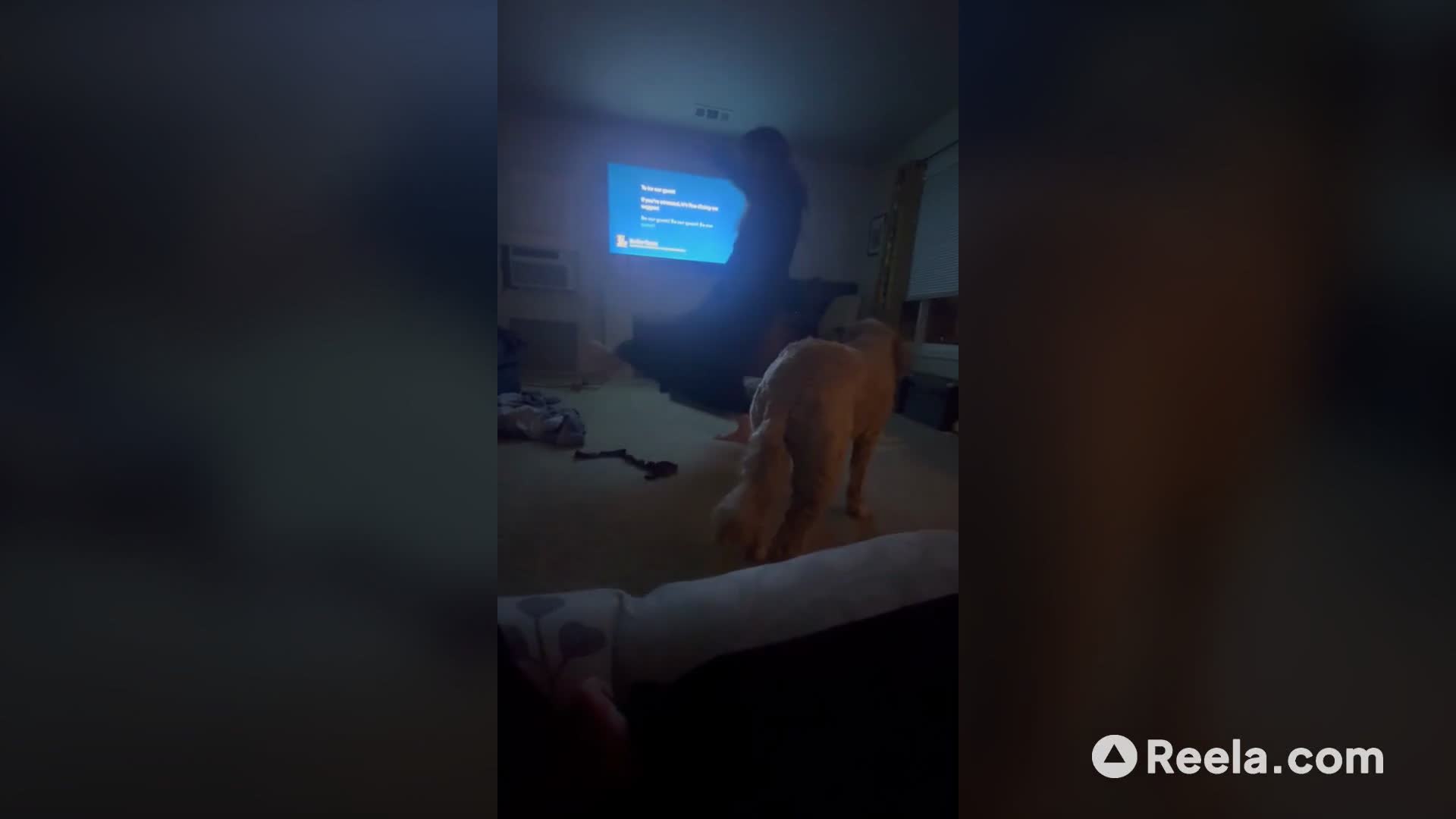 My Dog Judges My Dancing 🐶💃 #dogpov #funny