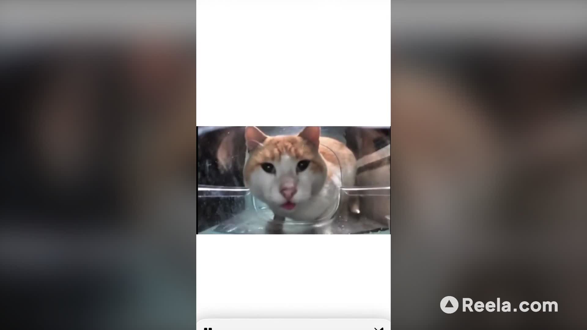 The Cutest Tube Escape! 🐈💨